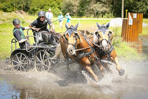 equissima chevaux